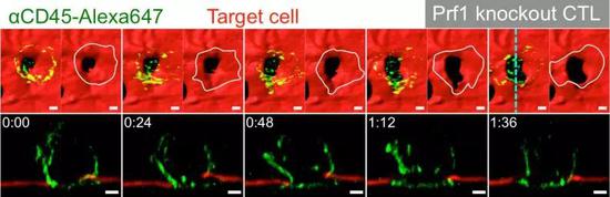 之前CTL細(xì)胞扒拉靶細(xì)胞的細(xì)胞膜 ，莫非是在“叩開牙關(guān)”